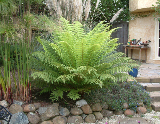 Australischer Taschenfarn (Baumfarn)