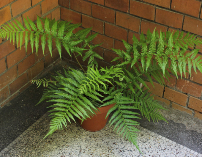 Australischer Taschenfarn (Baumfarn)