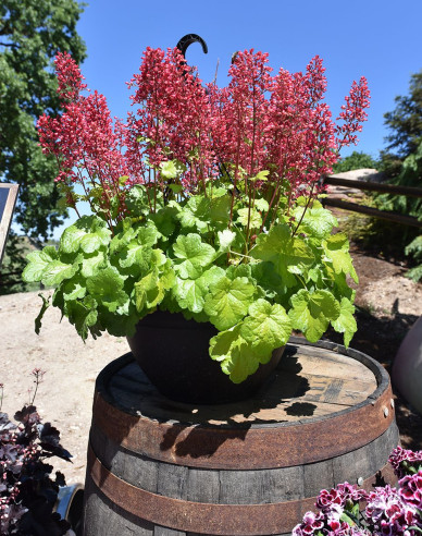 Heuchera Little Cutie Sweet Tart