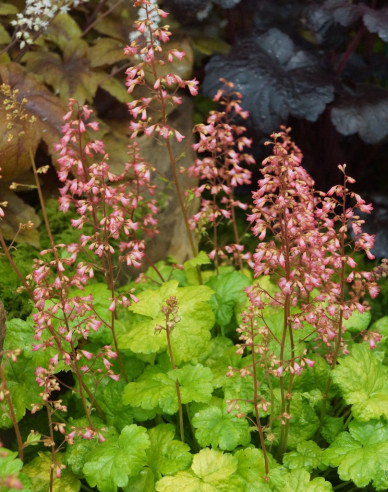 Heuchera Little Cutie Sweet Tart
