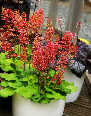 Heuchera Little Cutie Sweet Tart