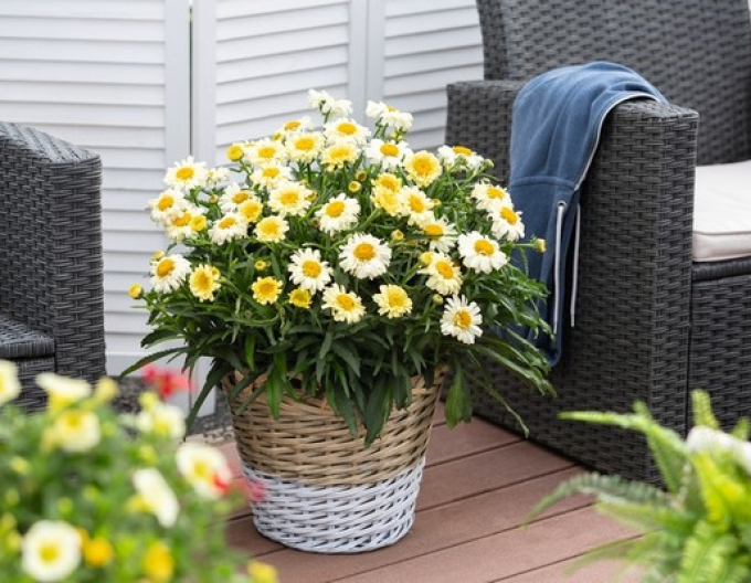 Margerite Sweet Daisy Rebecca