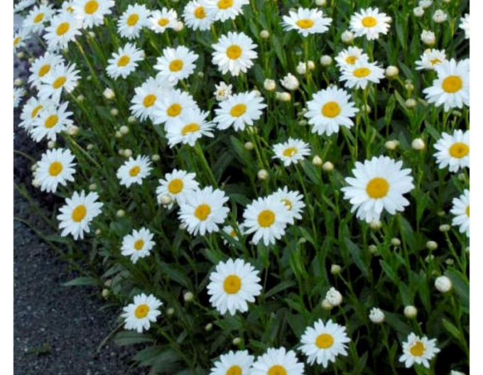 Margerite Sweet Daisy Rebecca