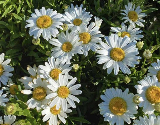 Margerite Sweet Daisy Rebecca