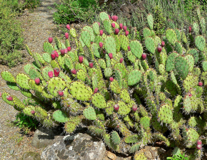 Feigenkaktus