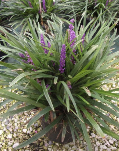 Glöckchentraube Purple Passion