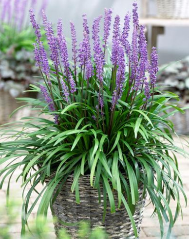Glöckchentraube Purple Passion