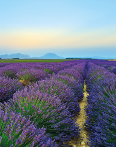 Lavendel Hidcote Blue