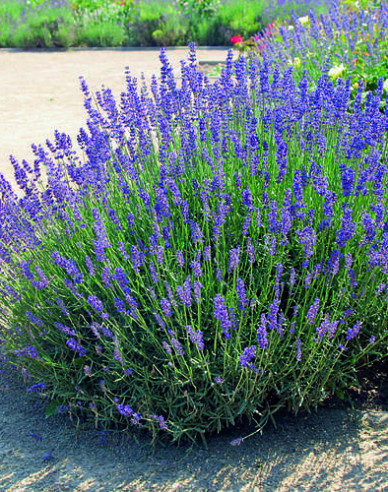 Lavendel Hidcote Blue
