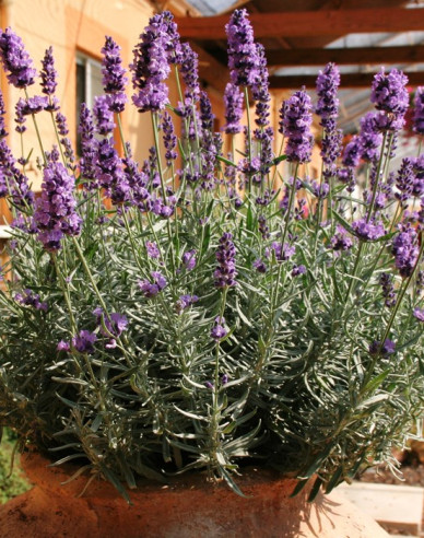 Lavendel Hidcote Blue