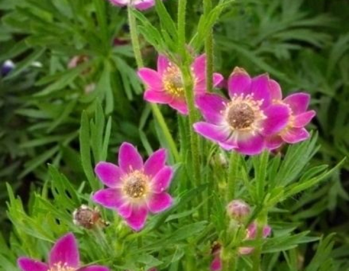 Frühlingsnemone  Annabella Deep Rose