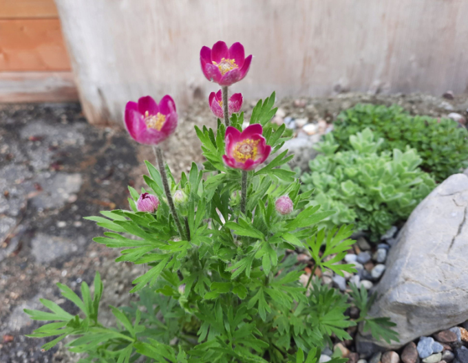 Frühlingsnemone  Annabella Deep Rose