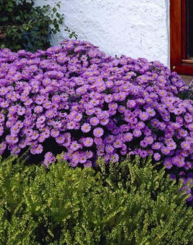 Aster Prof. Anton Kippenberg