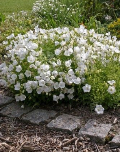 Karpatenglockenblume ´Pearl White´
