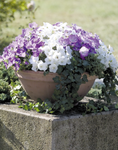 Karpatenglockenblume ´Pearl White´