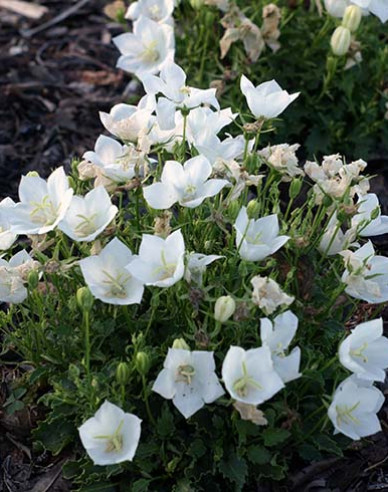 Karpatenglockenblume ´Pearl White´