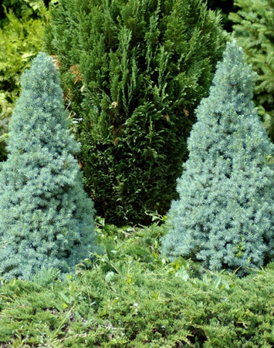 Weißfichte Sanderss Blue