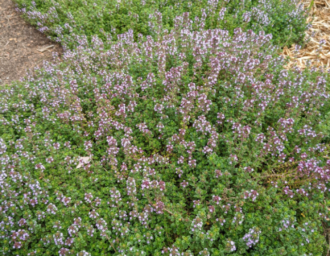 Thymian Precompa