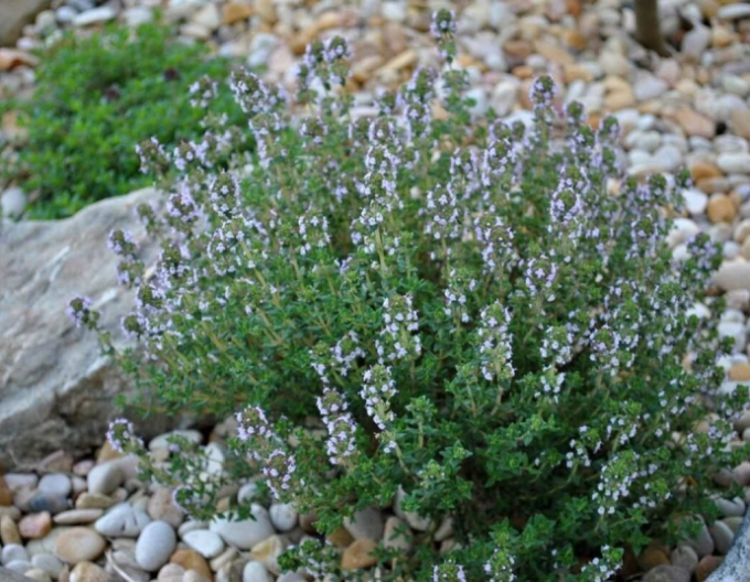 Thymian Precompa