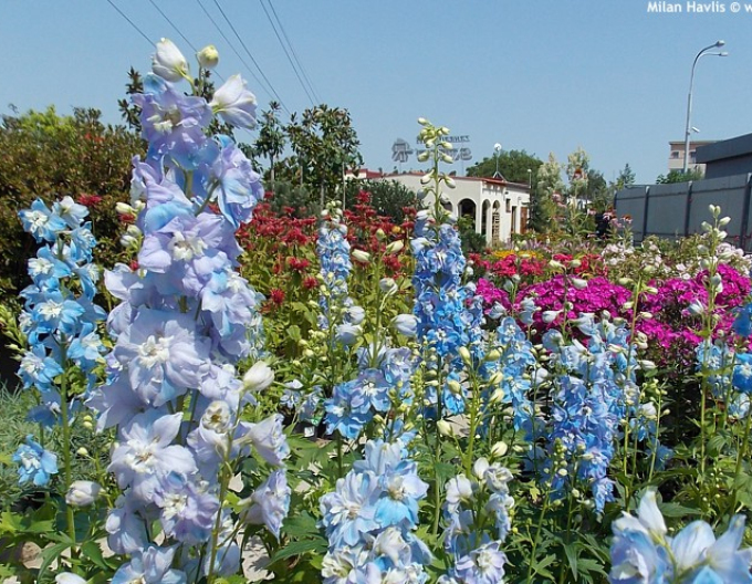 Rittersporn Light Blue White Bee