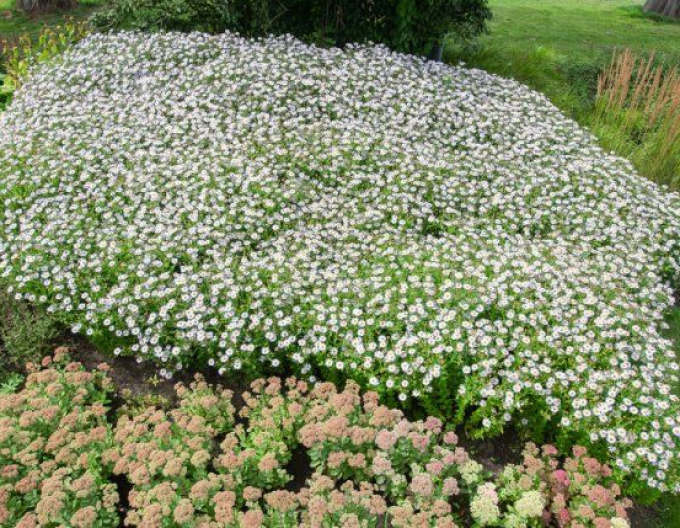 Aster Japanisch Madiva