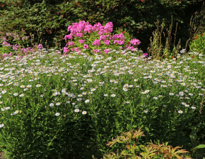 Aster Japanisch Madiva
