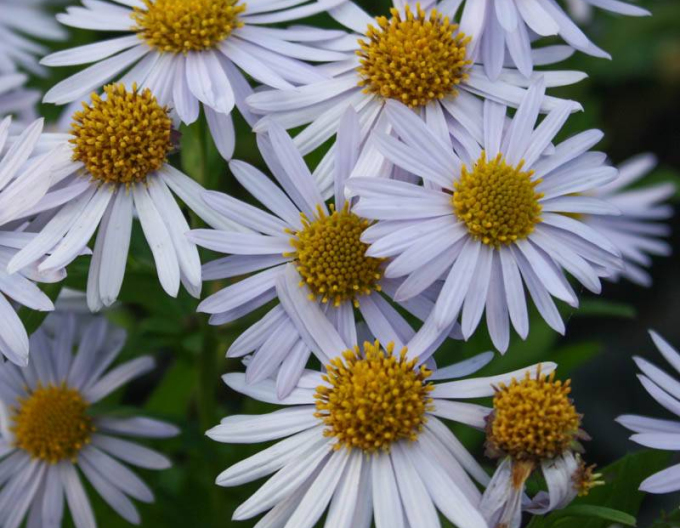 Aster Japanisch Madiva