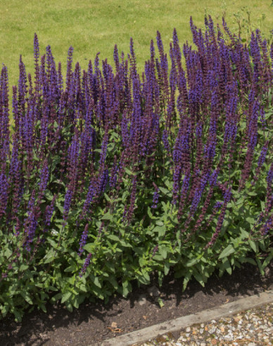 Salbei Synchro Blue