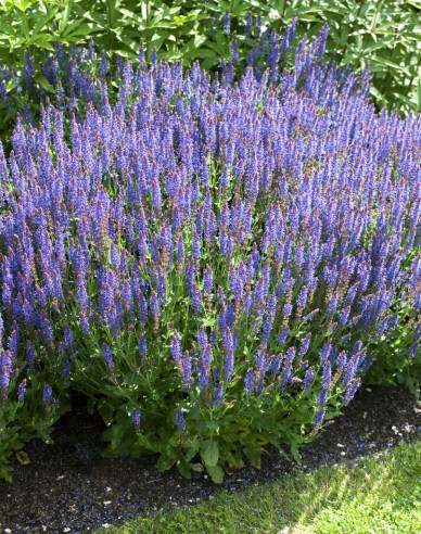 Salbei Synchro Blue