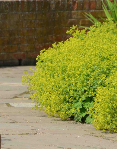 Alchemilla mollis Irish Silk