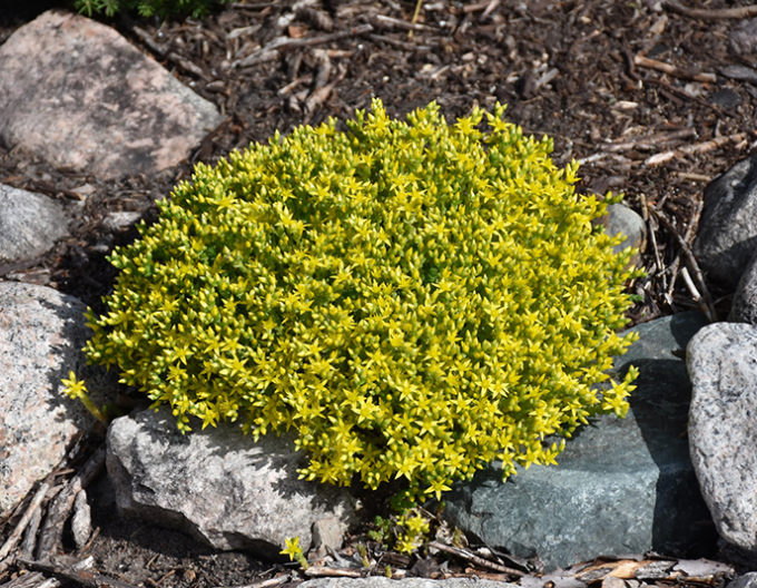 Fetthenne Aureum