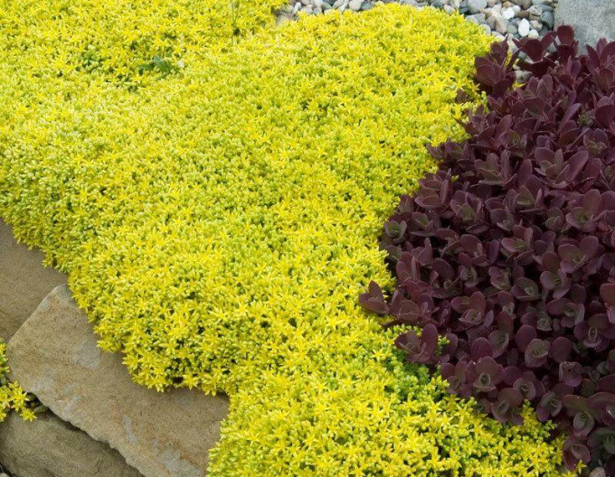 Fetthenne Aureum