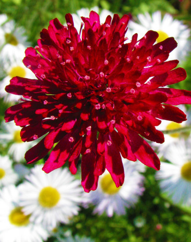 Mazedonische Witwenblume