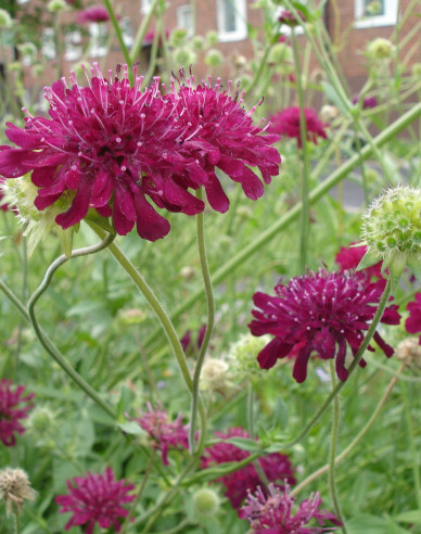 Mazedonische Witwenblume