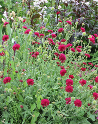 Mazedonische Witwenblume