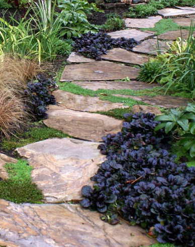 Schwarze Jakobsmuschel