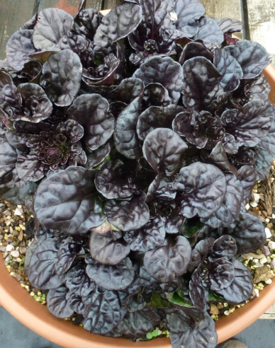 Schwarze Jakobsmuschel