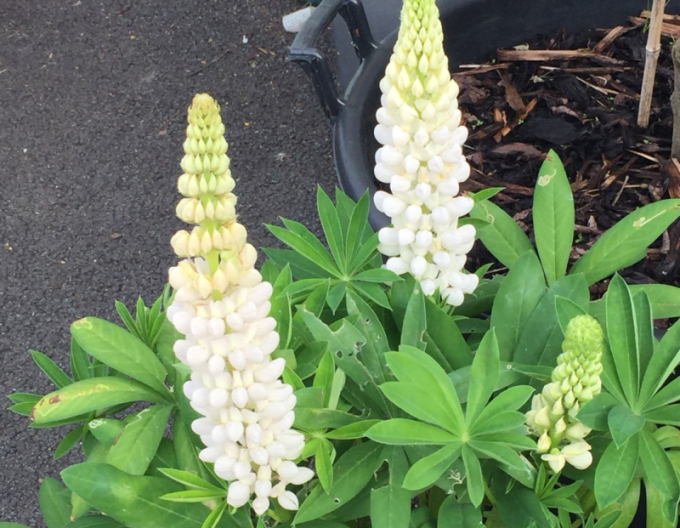 Lupine White Shades