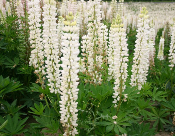 Lupine White Shades
