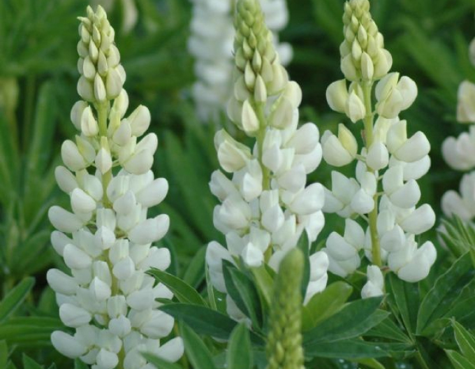 Lupine White Shades