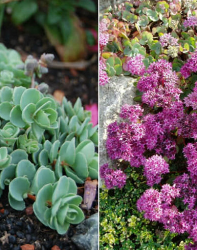 Fetthenne Bright Pink