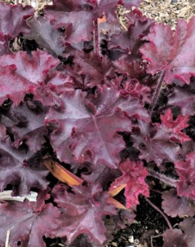 Heuchera Schmelzendes Feuer