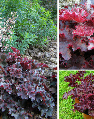 Heuchera Schmelzendes Feuer