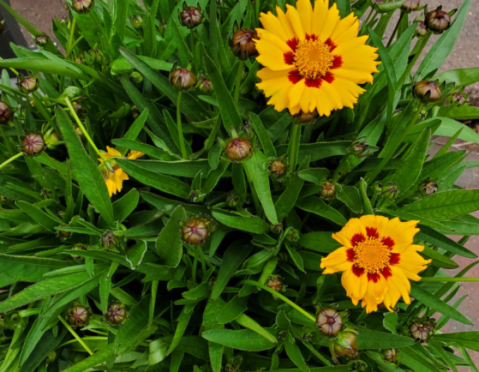 Mädchenauge Sunfire