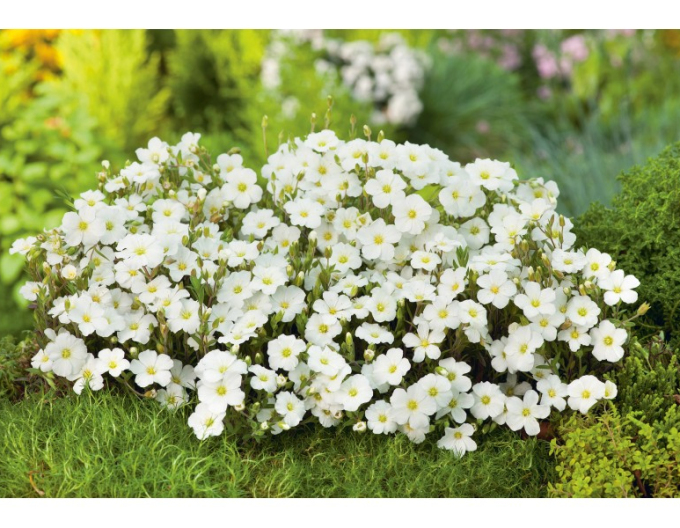 Sandkraut (Arenaria) Blizzard Compact