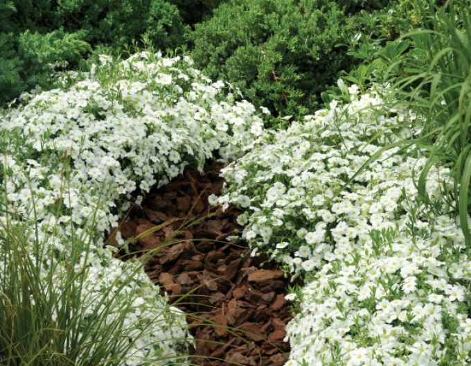 Sandkraut (Arenaria) Blizzard Compact