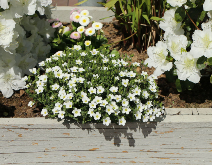 Sandkraut (Arenaria) Blizzard Compact