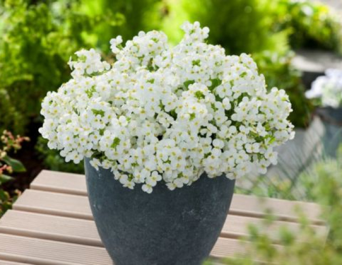Gänsekresse Little Treasure White