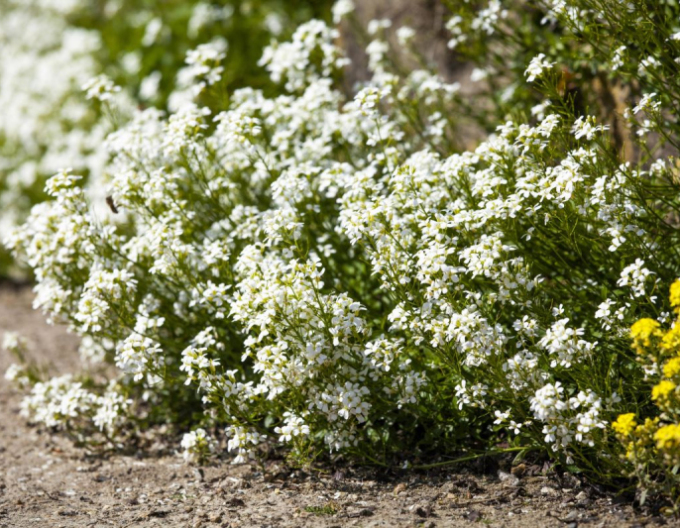 Gänsekresse Little Treasure White