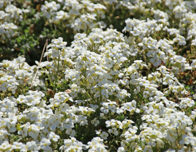 Gänsekresse Little Treasure White